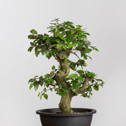 Carpinus turczaninowii - B3938