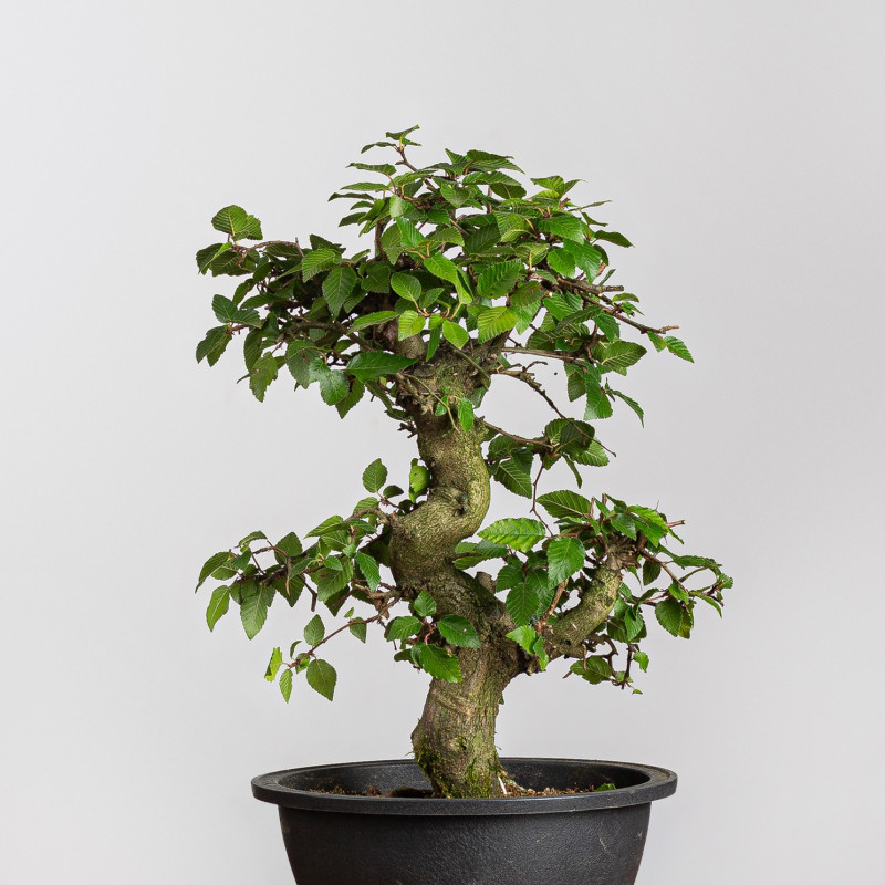 Carpinus turczaninowii - B3938