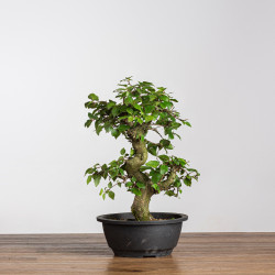 Carpinus turczaninowii - B3938