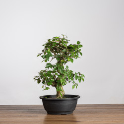 Carpinus turczaninowii - B3938