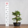 Carpinus turczaninowii - B3938