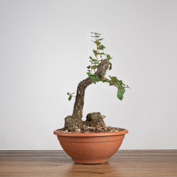 Quercus faginea - B3913