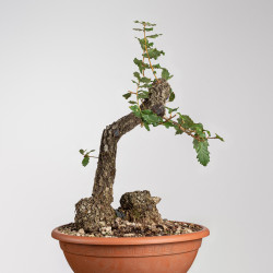 Quercus faginea - B3913
