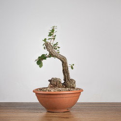 Quercus faginea - B3913