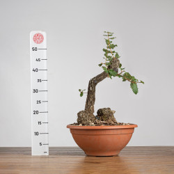 Quercus faginea - B3913