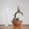 Quercus faginea - B3913
