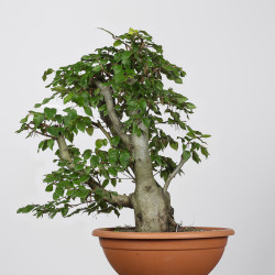 Fagus sylvatica - B4263