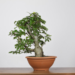 Fagus sylvatica - B4263