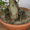 Fagus sylvatica - B4263
