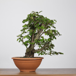 Fagus sylvatica - B4263