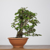 Fagus sylvatica - B4263