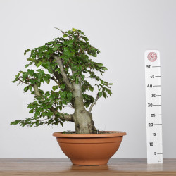 Fagus sylvatica - B4263