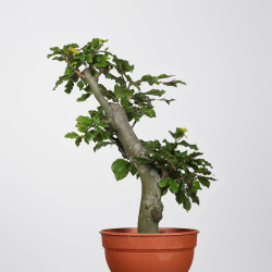 Fagus sylvatica - B4265