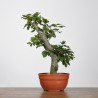 Fagus sylvatica - B4265