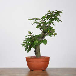 Fagus sylvatica - B4265