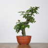 Fagus sylvatica - B4265