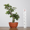 Fagus sylvatica - B4265