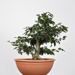 Fagus sylvatica - B4273