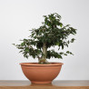 Fagus sylvatica - B4273