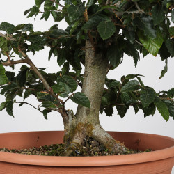 Fagus sylvatica - B4273