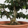 Fagus sylvatica - B4273