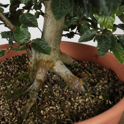 Fagus sylvatica - B4273