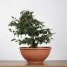 Fagus sylvatica - B4273