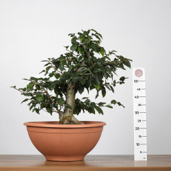 Fagus sylvatica - B4273