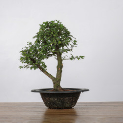 Zelkova nire - B4372