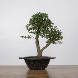 Zelkova nire - B4372