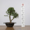 Zelkova nire - B4372
