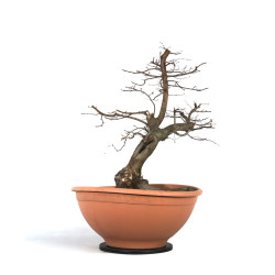 Carpinus betulus - B4527