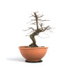 Carpinus betulus - B4527