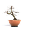 Carpinus betulus - B4527