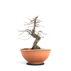 Carpinus betulus - B4527