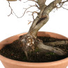 Carpinus betulus - B4527