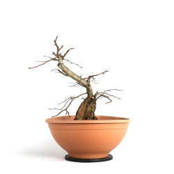 Carpinus betulus - B4532