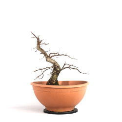 Carpinus betulus - B4532
