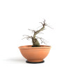 Carpinus betulus - B4532