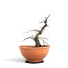 Carpinus betulus - B4532