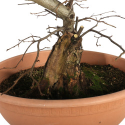 Carpinus betulus - B4532