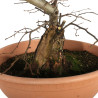 Carpinus betulus - B4532