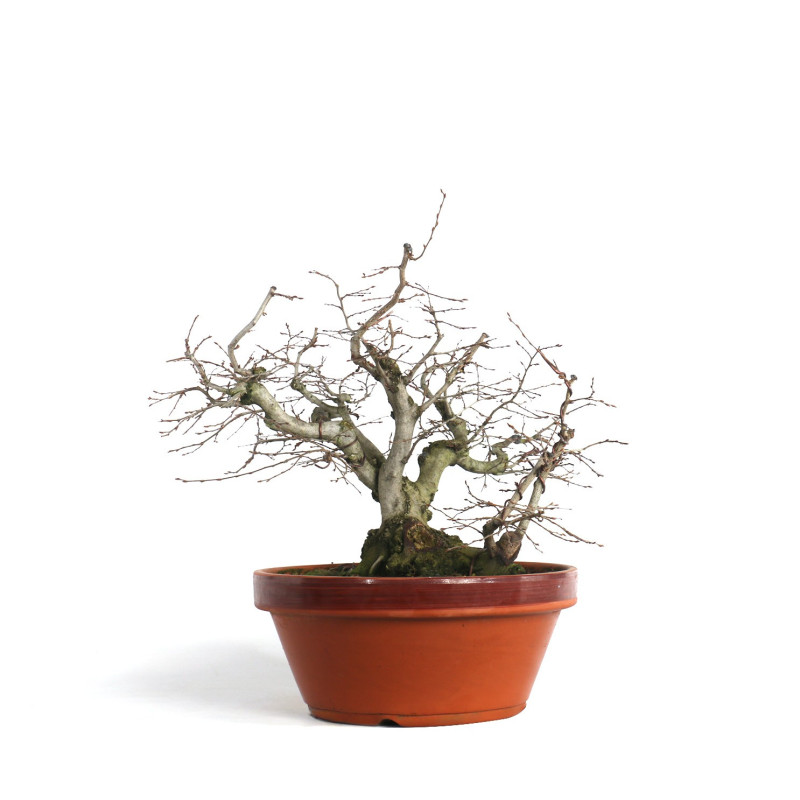 Carpinus orientalis - B4535