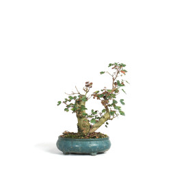 Acer buergerianum - B4522