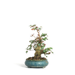 Acer buergerianum - B4522