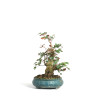Acer buergerianum - B4522