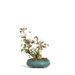 Acer buergerianum - B4522