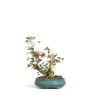 Acer buergerianum - B4522