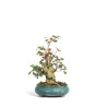 Acer buergerianum - B4522