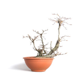 Fagus sylvatica - B4093